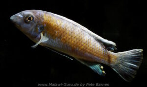 Labeotropheus trewavasae 'Manda'